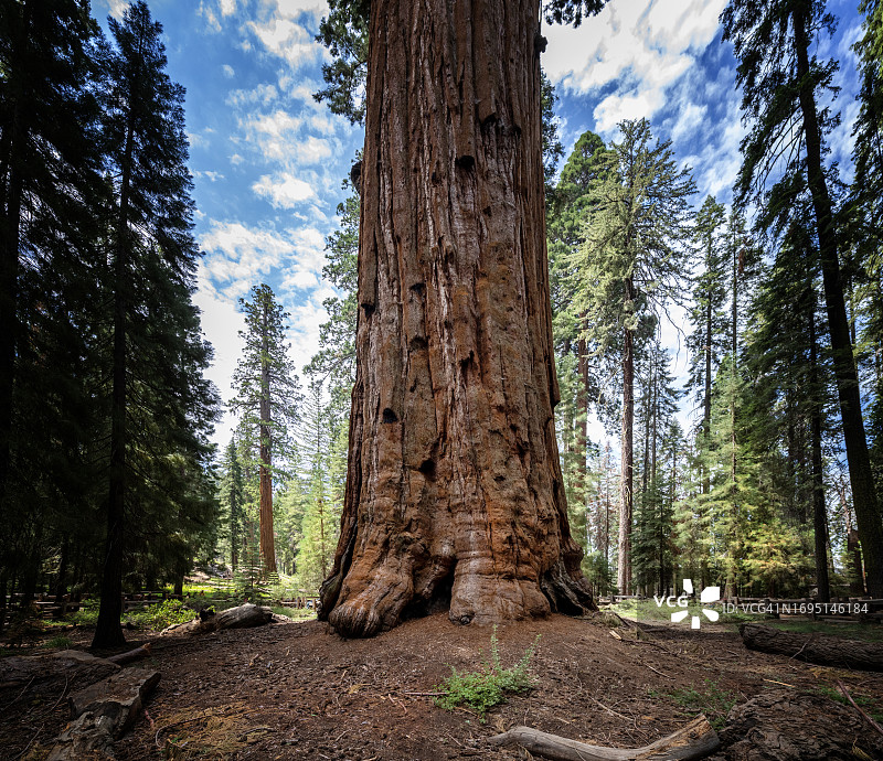 美国加利福尼亚州红杉国家公园图片素材