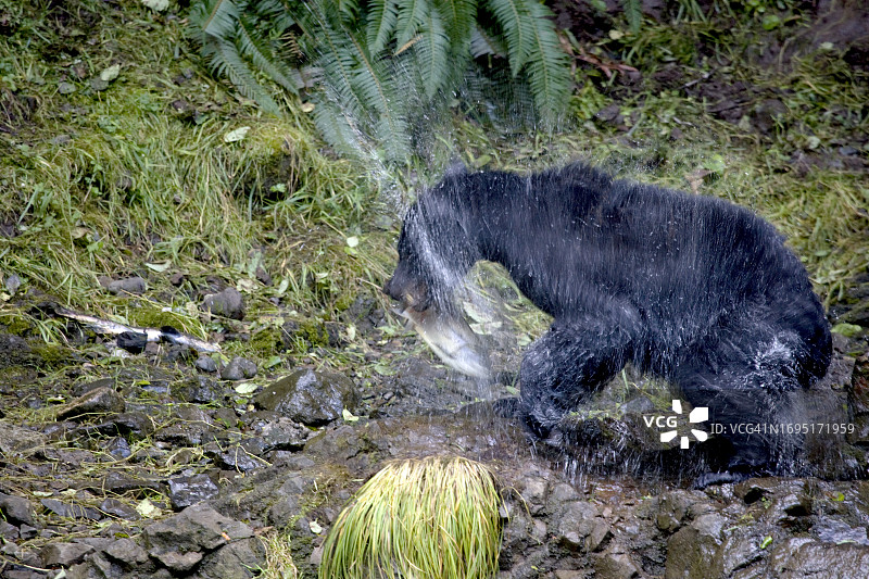黑熊抖落身上的水图片素材
