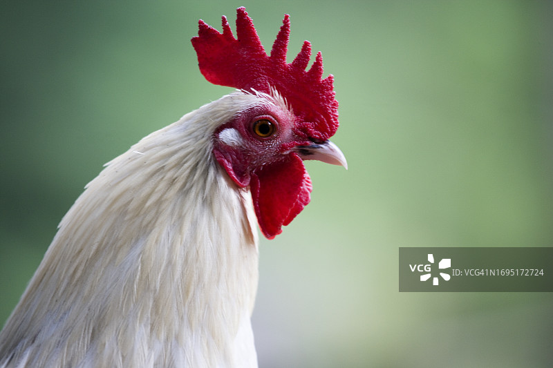 公鸡肖像图片素材
