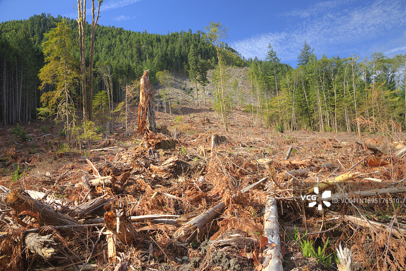 太平洋西北地区的森林砍伐图片素材