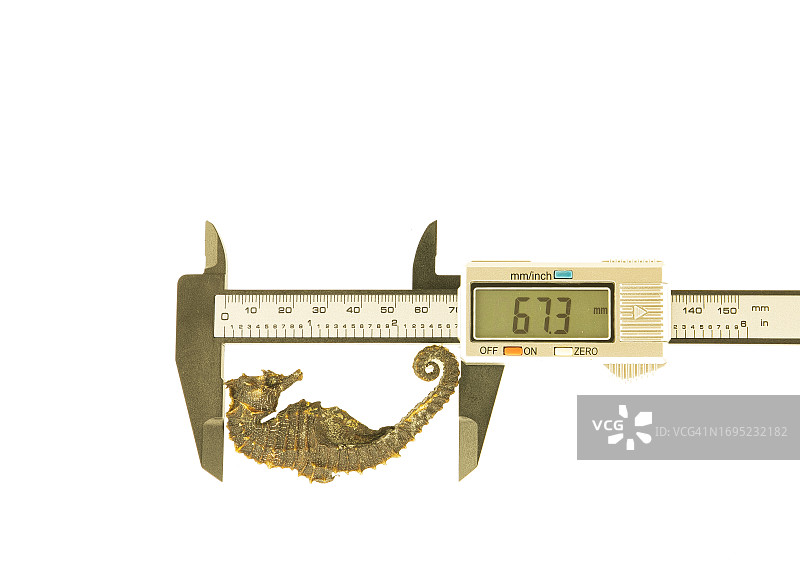 测量海马图片素材