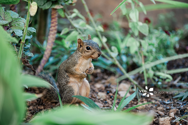 植物丛中的狐松鼠图片素材