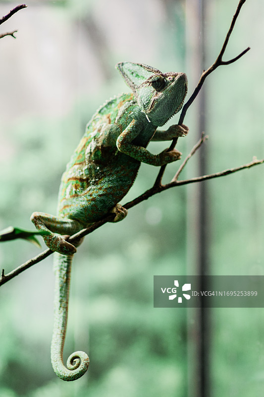 高冠变色龙图片素材