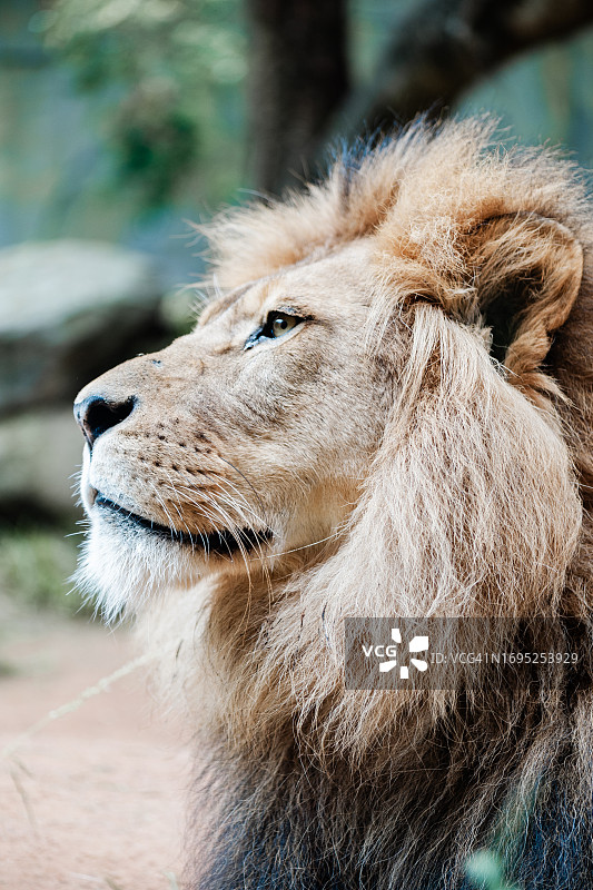 非洲狮子图片素材