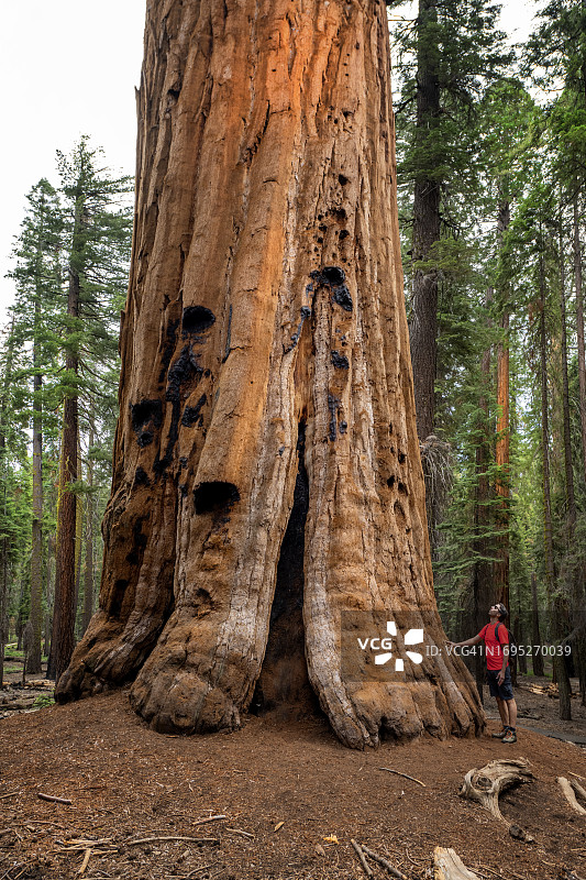 男人在美国加州红杉国家公园欣赏红杉的雄伟图片素材