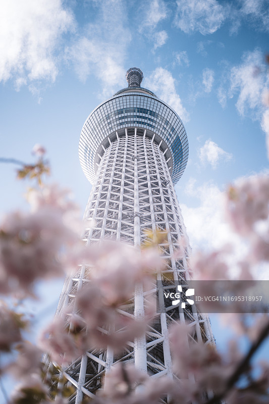 东京晴空塔旁的盛开樱花树，象征着温暖春天的到来图片素材
