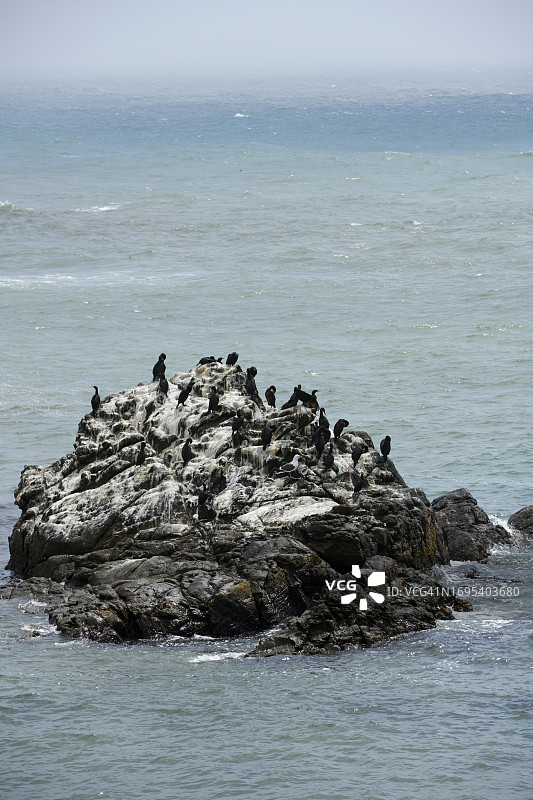2023年加州圣西蒙鸬鹚海景图片素材