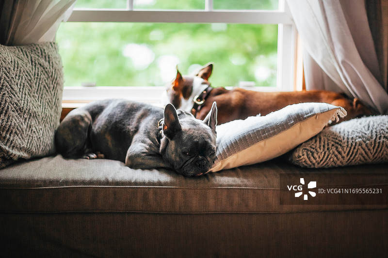 两只躺在窗台上的狗图片素材