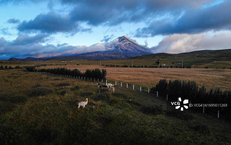 厄瓜多尔科托帕希火山喷发时羊驼的鸟瞰图图片素材
