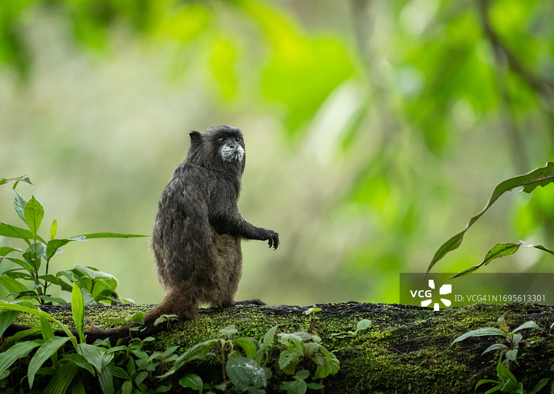 猴子坐在厄瓜多尔雨林地面上图片素材