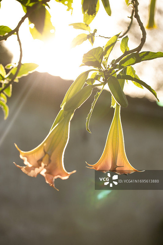 夕阳下的香雪球（天使的喇叭花）图片素材