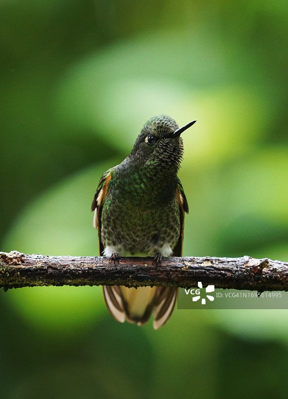 厄瓜多尔树枝上的蜂鸟图片素材
