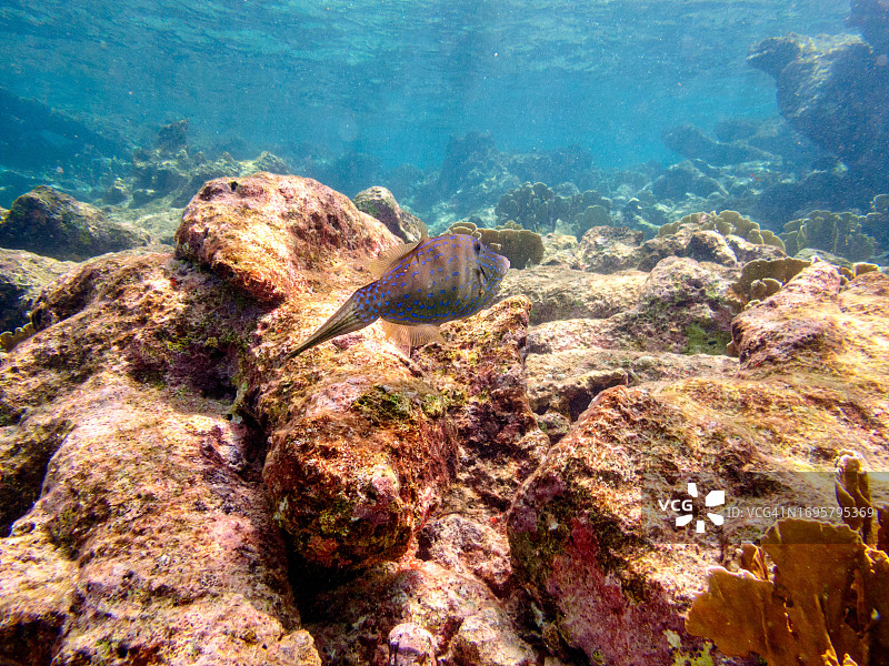 加勒比海博内尔岛的水下海洋生物图片素材