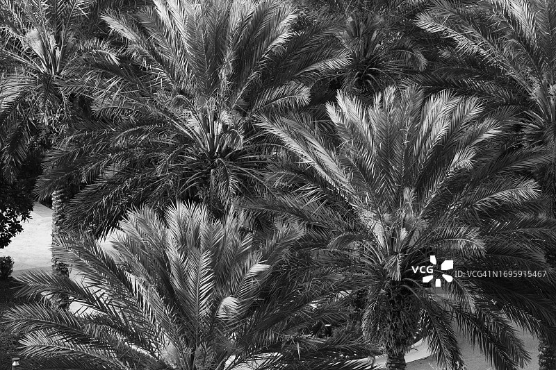 热带棕榈树全景图片素材