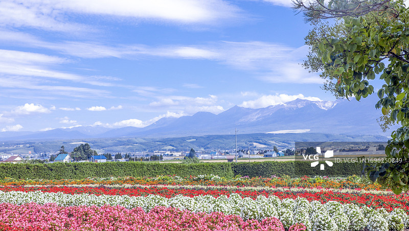 富良野盆地的农场图片素材