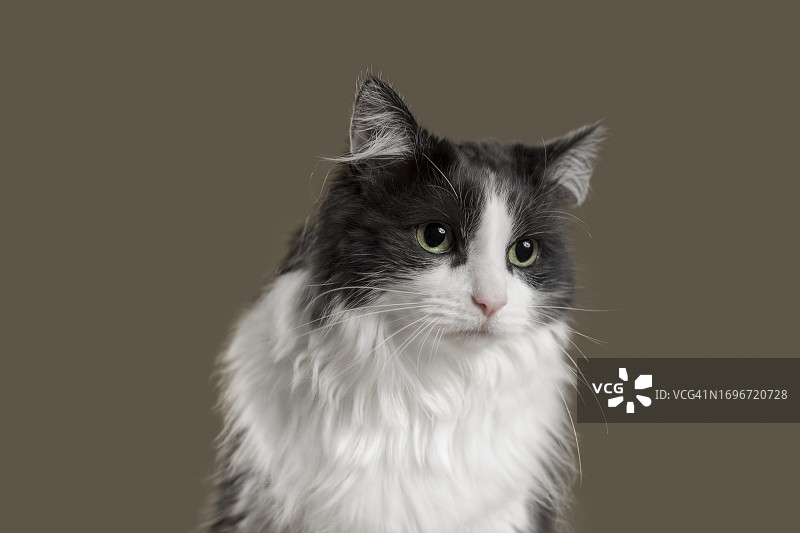 我烦了吗，虽然图片素材