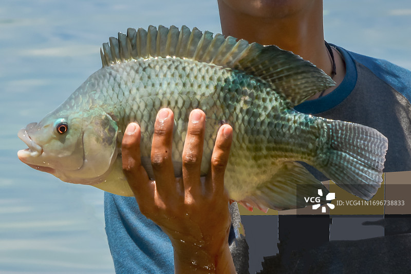 渔民在多巴湖捕获的大鱼图片素材