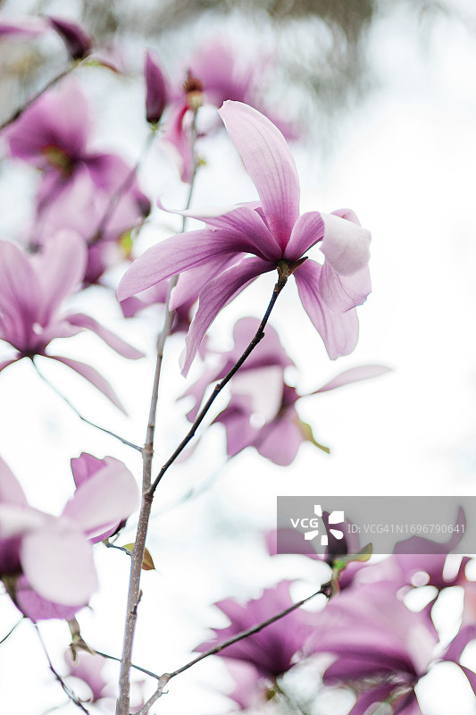 盛开的阿波罗玉兰树图片素材