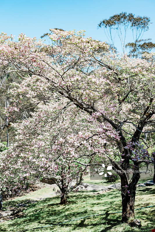 粉色山茱萸树图片素材