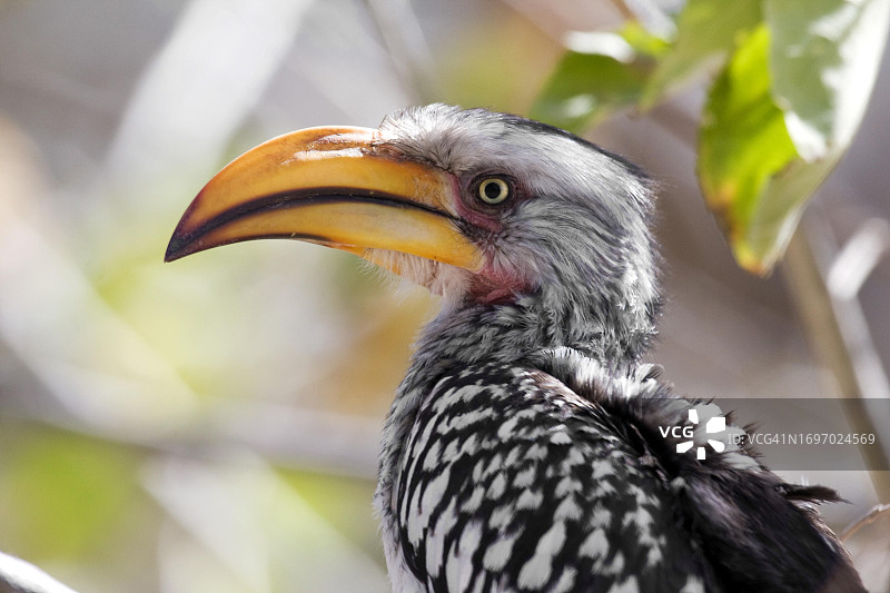红环弯嘴犀鸟或南方黄嘴弯嘴犀鸟（Tockus leucomelas），大鸟喙，博茨瓦纳图片素材