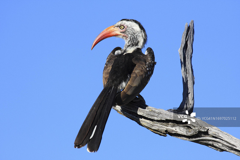 红嘴犀鸟，栖息在干燥的树枝上，博茨瓦纳图片素材