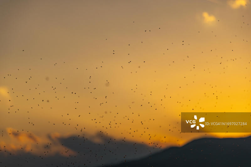 日落时分的蚊群，奥地利下奥地利州特尔尼茨图片素材