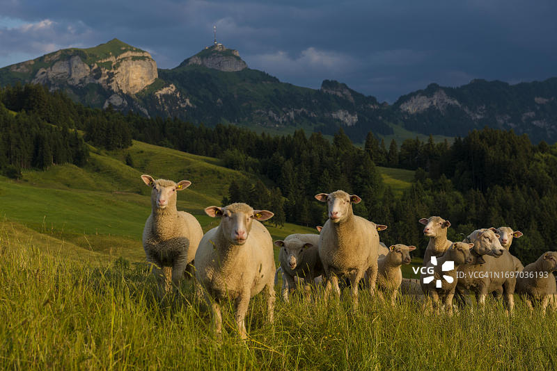 瑞士阿彭策尔内罗登州阿尔卑斯山脉的绵羊和日落图片素材