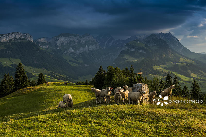瑞士阿彭策尔内罗登州阿尔卑斯山脉的绵羊和日落图片素材