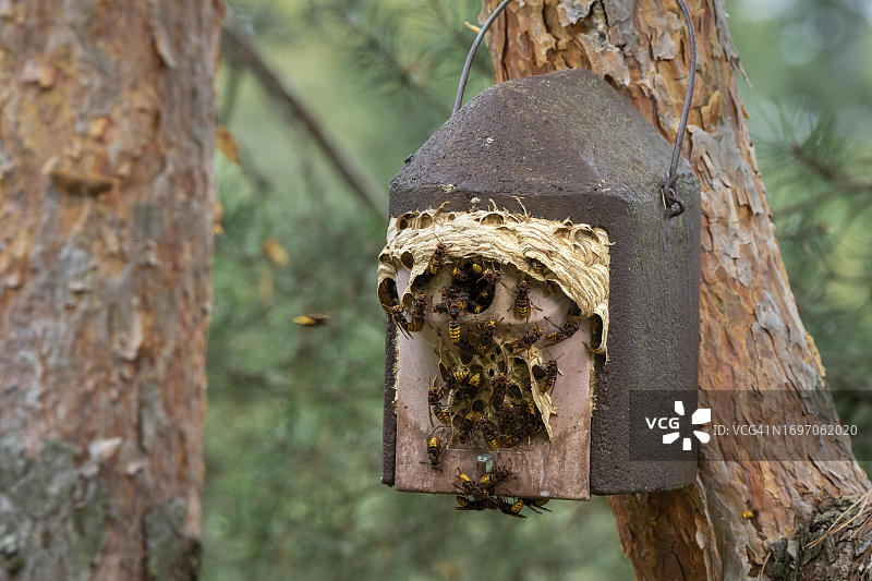欧洲大黄蜂在鸟巢箱中筑巢，奥地利布尔根兰州图片素材