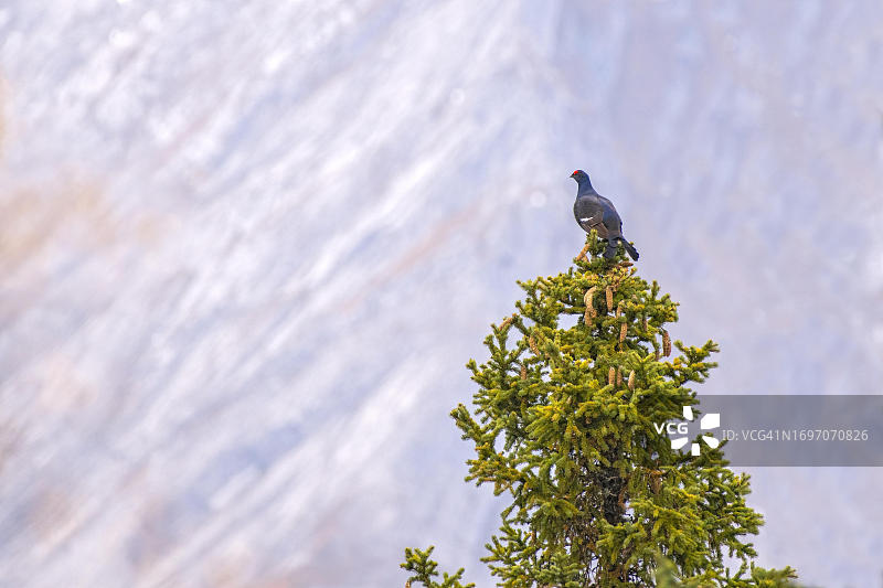 松树上的黑琴鸡（雄性），蒂罗尔，奥地利图片素材