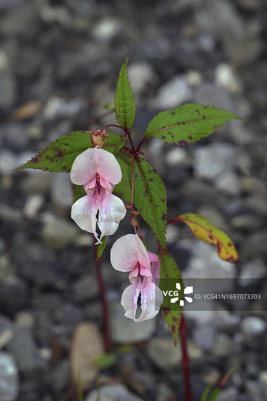 碎石上的喜马拉雅凤仙花图片素材