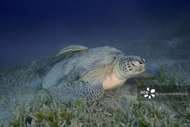 绿海龟与䲟鱼栖息在红海埃及沙滩海草区图片素材