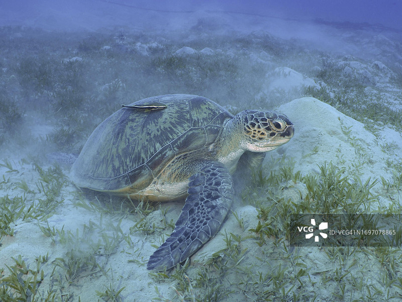 红海，埃及，绿海龟与䲟鱼附在身上图片素材