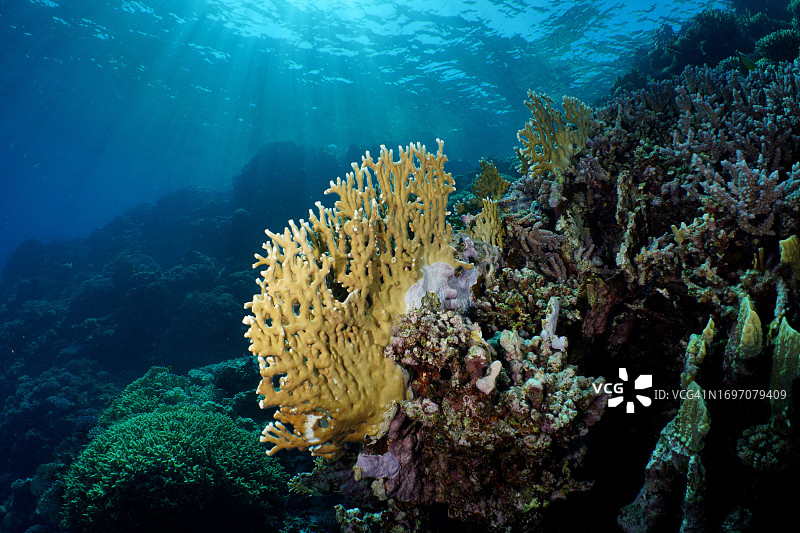 红海埃尔库塞尔红树林湾House Reef潜水点，逆光下的网状鹿角珊瑚图片素材