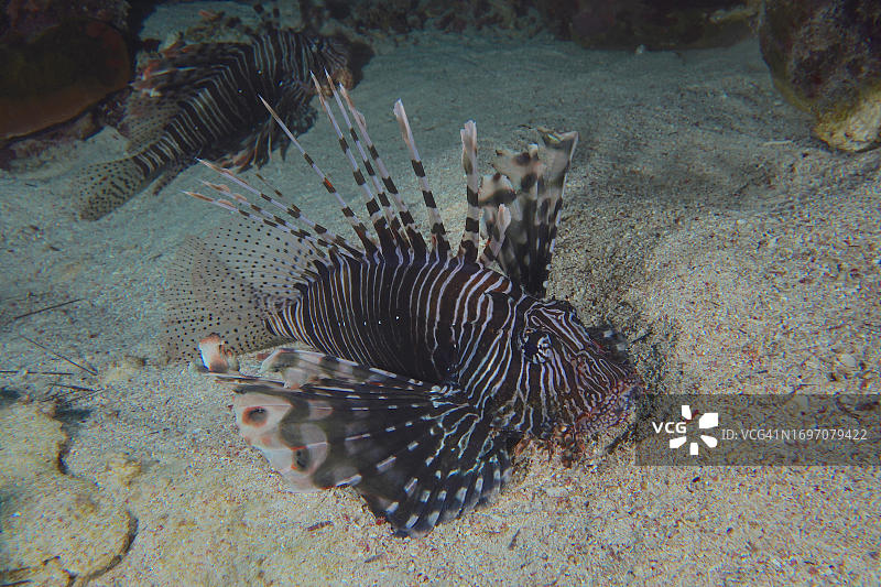 常见狮子鱼，埃及红海图片素材