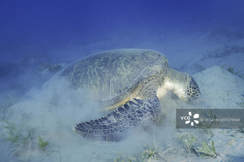 绿海龟(Chelonia mydas)吃海藻，搅拌沙子，Marsa Shona珊瑚礁潜水地点，埃及，红海图片素材