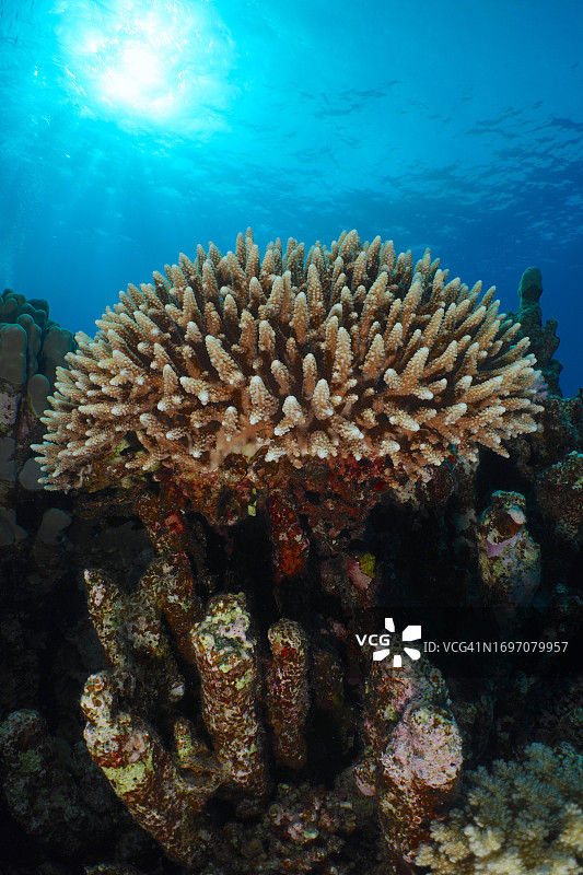 红海，埃及，阿布达巴布礁潜水点，逆光下的低鹿角珊瑚图片素材