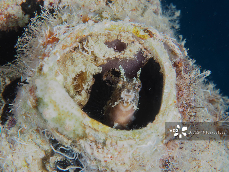 军刀齿鳚栖息在塑料罐中，海洋垃圾，红海埃及图片素材