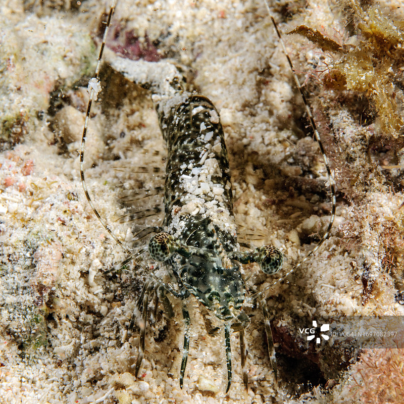 大理石虾在海床上伪装自己，寻找猎物，印度洋-太平洋，菲律宾海，宿雾，维萨亚斯，菲律宾图片素材