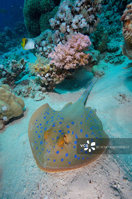 埃及Marsa Shona礁的蓝点魟图片素材