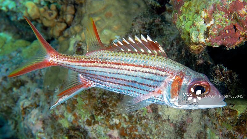 萨马拉单棘鲷，红海，埃及图片素材