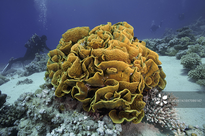 埃及红海，黄色卷轴珊瑚与潜水员图片素材
