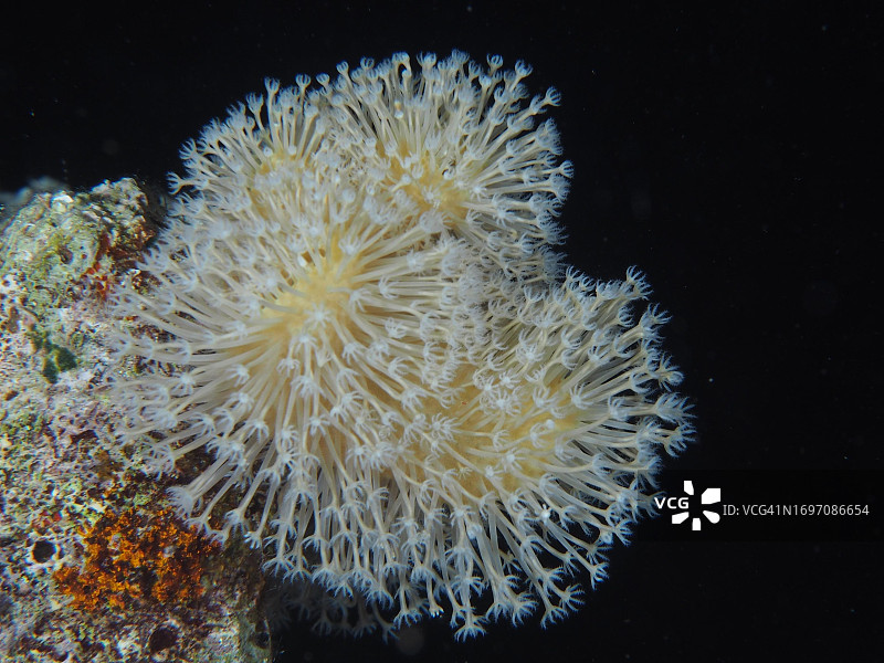 红海圣约翰礁潜水点的常见蘑菇珊瑚图片素材