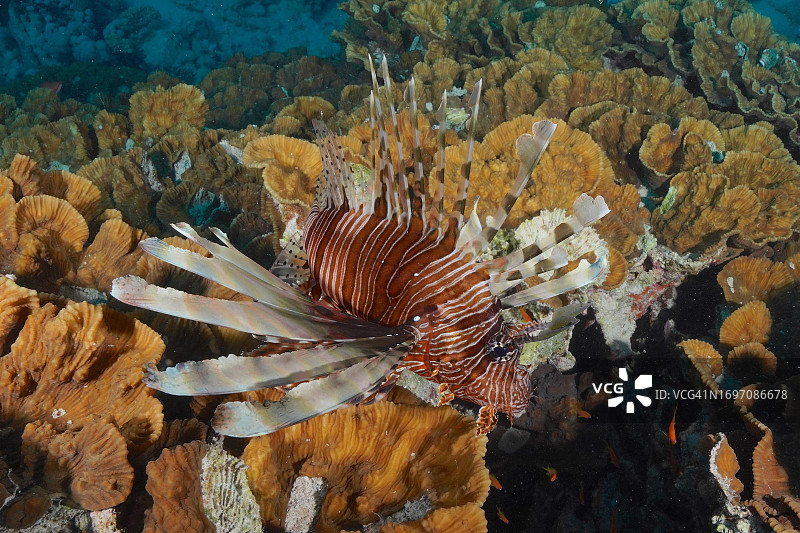 红海埃及Marsa Shona礁潜水点的狮子鱼图片素材