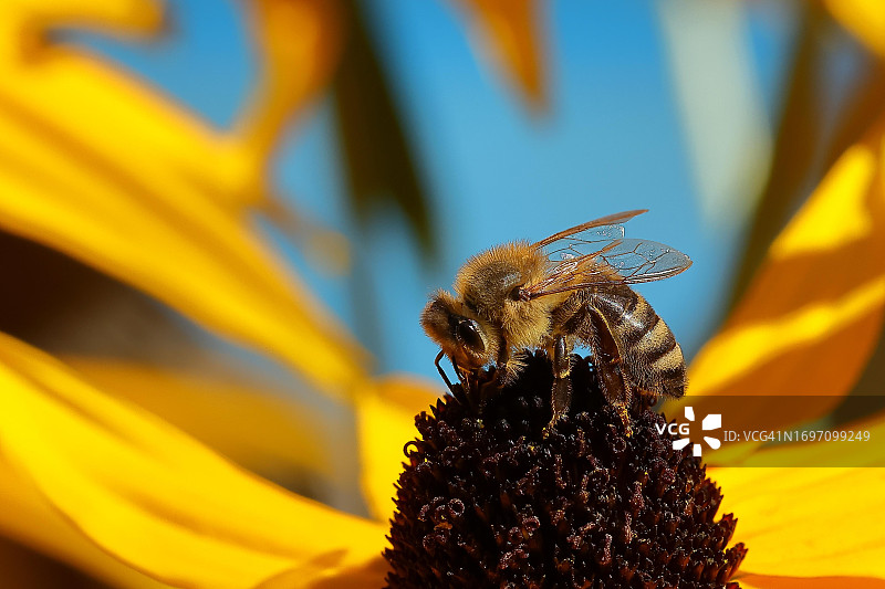 欧洲蜜蜂在德国北莱茵-威斯特法伦的黄色松果菊上采蜜图片素材