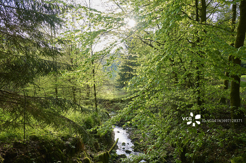 森林，山毛榉，森林溪流，阳光，早晨，春天，德国黑森州图片素材