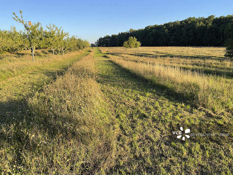 德国夏季草地与生物多样性割草图片素材