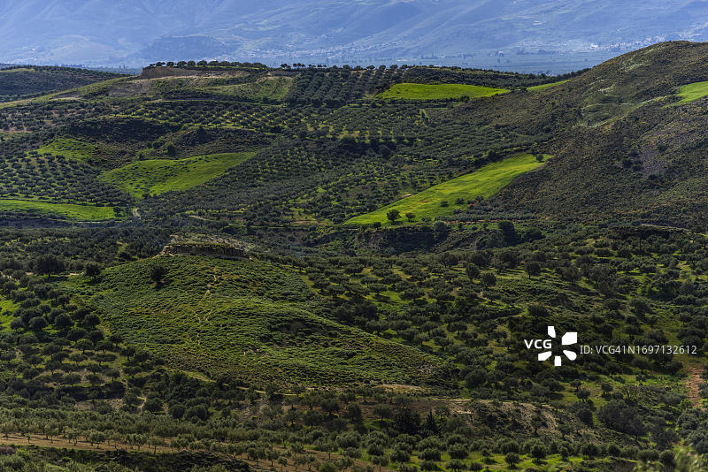 希腊克里特岛拉西锡高原的橄榄树景观图片素材