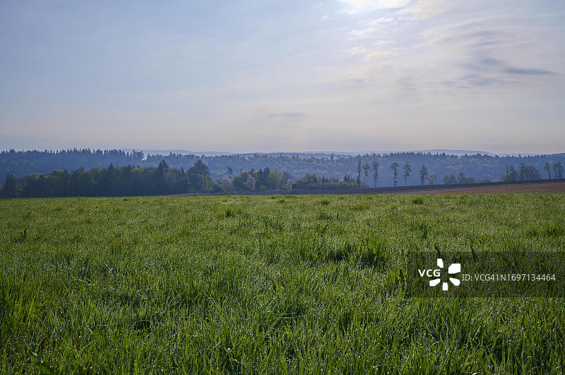 德国黑森州奥登瓦尔德米歇尔施塔特维尔布伦的草地、露珠、森林、云彩和春天的早晨图片素材