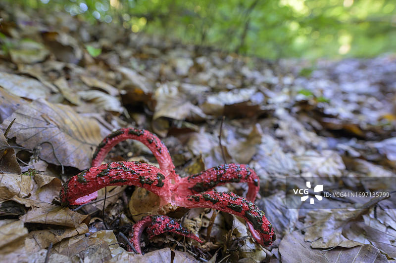 阿切氏笼头菌，德国，黑森州图片素材